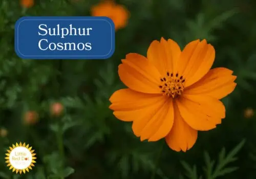 Sulfur Cosmos Inline 1000 x 700 Sulfur Cosmos Inline 1000 x 700
