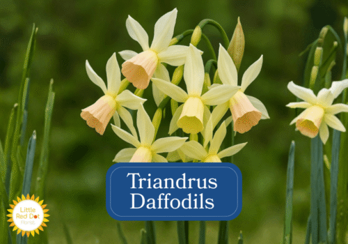 Triandrus Daffodils Inline 1000 x 700 Triandrus Daffodils Inline 1000 x 700