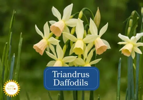 Triandrus Daffodils Inline 1000 x 700 Triandrus Daffodils Inline 1000 x 700