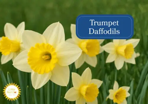Trumpet Daffodils Inline 1000 x 700 Trumpet Daffodils Inline 1000 x 700
