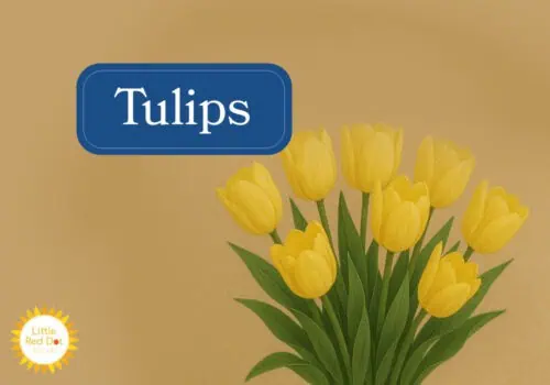 Tulips Inline 1000 x 700 Tulips Inline 1000 x 700