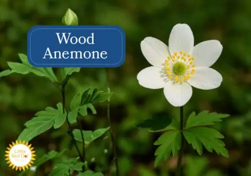 Wood Anemone Inline 1000 x 700 Wood Anemone Inline 1000 x 700