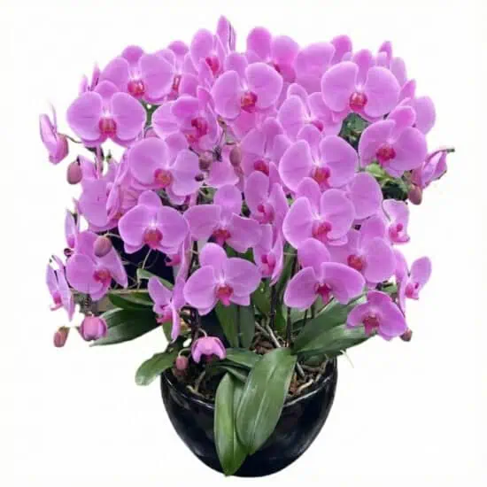 12 in 1 Pink Orchids (Blush Harmony Orchids) (2)