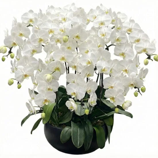 12 in 1 White Orchids (Pure Harmony Orchids)