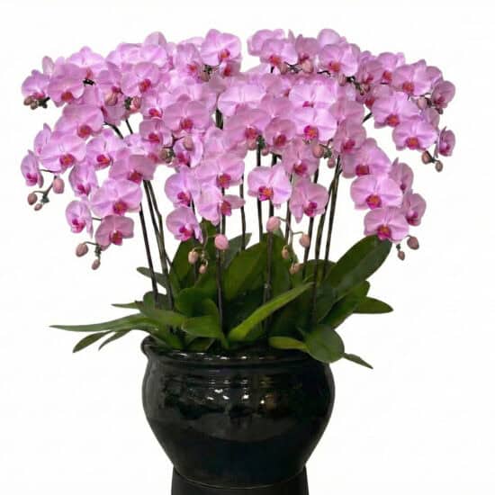 Orchard Florist 16 15 in 1 Pink Orchids (Blush Majesty Orchids)