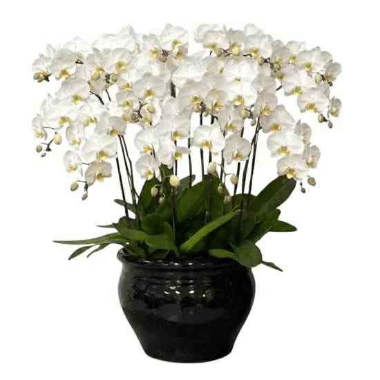 Orchard Florist 15 15 in 1 White Orchids (Majestic Pure Harmony Orchids) 1080p