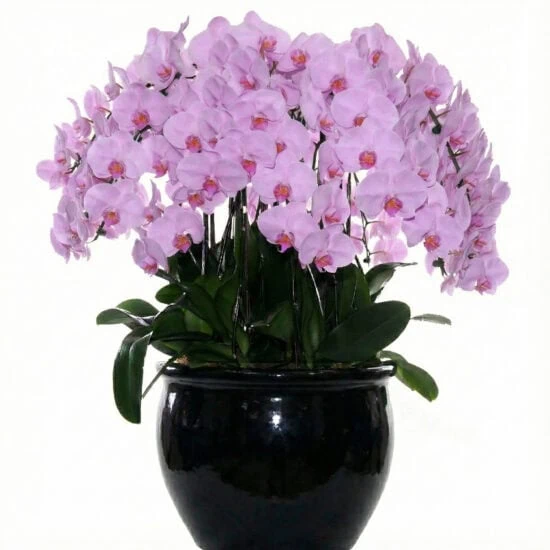 Orchard Florist 14 20 in 1 Pink Orchids (Imperial Blush Harmony Orchids)