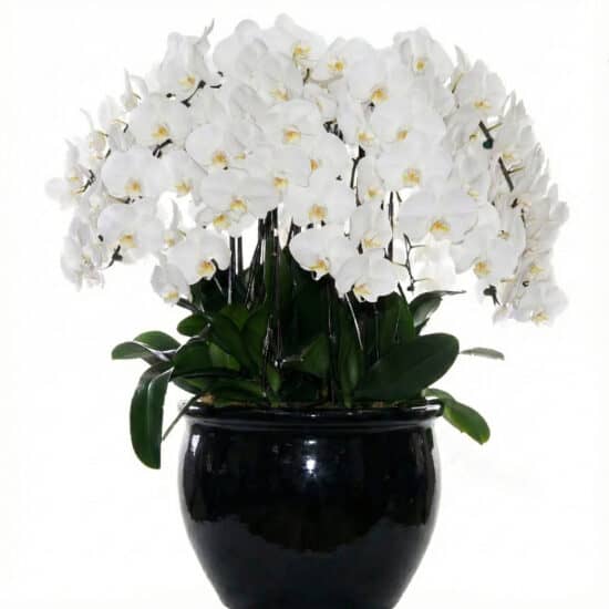 Orchard Florist 13 20 in 1 White Orchids (Imperial Pure Harmony Orchids)