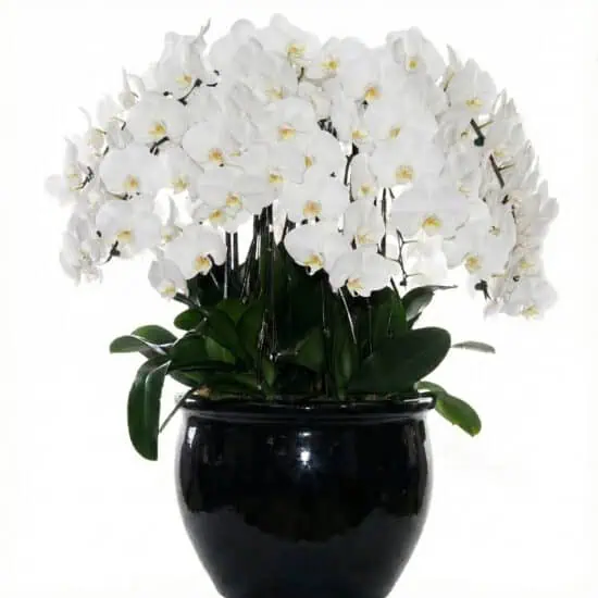 20 in 1 White Orchids (Imperial Pure Harmony Orchids)
