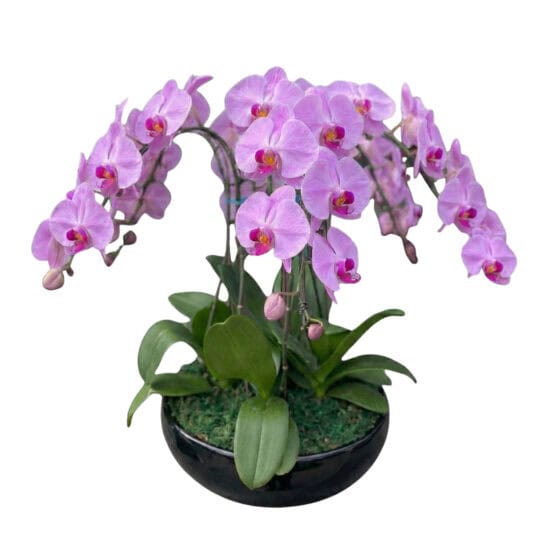 Orchard Florist 12 6 Pink Orchids (Peaceful Harmony Orchids) (2)