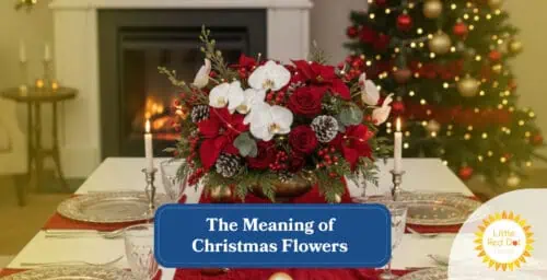 The Meaning of Christmas Flowers What Poinsettias Roses and Orchids Headline 1640 x 840 The Meaning of Christmas Flowers What Poinsettias Roses and Orchids Headline 1640 x 840