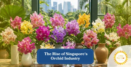 The Rise of Singapore’s Orchid Industry Headline 1640 x 840 The Rise of Singapore’s Orchid Industry Headline 1640 x 840