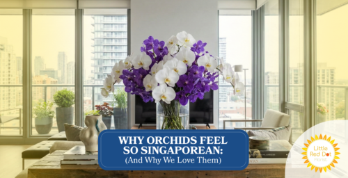 Why Orchids Feel So Singaporean (And Why We Love Them) Headline 1640 x 840 Why Orchids Feel So Singaporean (And Why We Love Them) Headline 1640 x 840