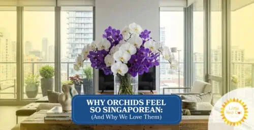 Why Orchids Feel So Singaporean (And Why We Love Them) Headline 1640 x 840 Why Orchids Feel So Singaporean (And Why We Love Them) Headline 1640 x 840