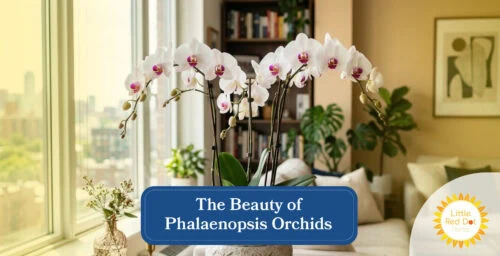 Phalaenopsis Orchids Headline 1640 x 840 Phalaenopsis Orchids Headline 1640 x 840
