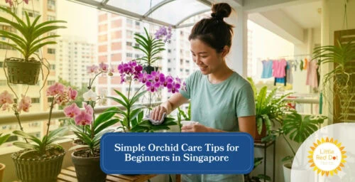 Simple Orchid Care Tips for Beginners in Singapore Headline 1640 x 840 Simple Orchid Care Tips for Beginners in Singapore Headline 1640 x 840