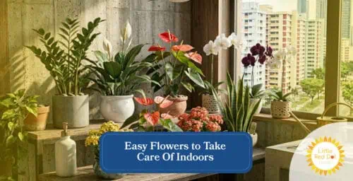 Easy Flowers to Take Care Of Indoors Headline 1640 x 840 Easy Flowers to Take Care Of Indoors Headline 1640 x 840