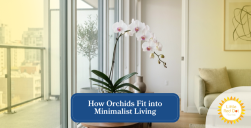 How Orchids Fit into Minimalist Living Headline 1640 x 840 How Orchids Fit into Minimalist Living Headline 1640 x 840