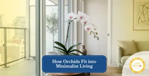 How Orchids Fit into Minimalist Living Headline 1640 x 840 How Orchids Fit into Minimalist Living Headline 1640 x 840