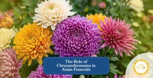 The Role of Chrysanthemums in Asian Funerals Headline 1640 x 840 The Role of Chrysanthemums in Asian Funerals Headline 1640 x 840