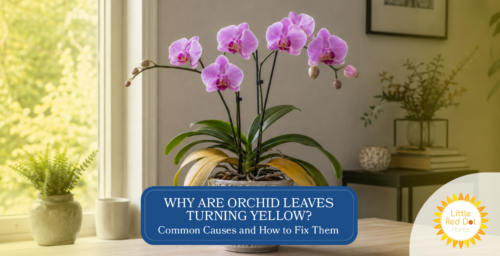 Why Are Orchid Leaves Turning Yellow Common Causes and How to Fix Them Headline 1640 x 840