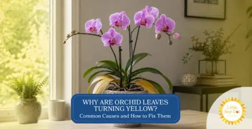 Why Are Orchid Leaves Turning Yellow Common Causes and How to Fix Them Headline 1640 x 840 Why Are Orchid Leaves Turning Yellow Common Causes and How to Fix Them Headline 1640 x 840