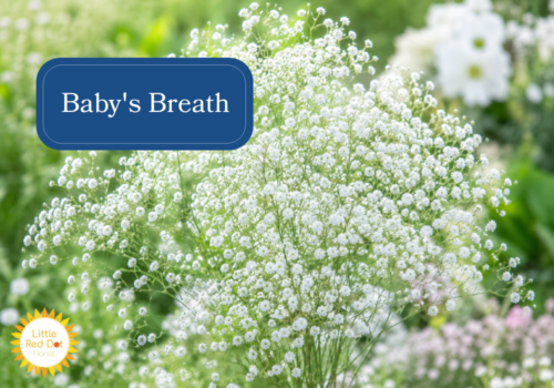 Babys Breath Inline 1000 x 700