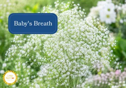 Babys Breath Inline 1000 x 700 Babys Breath Inline 1000 x 700