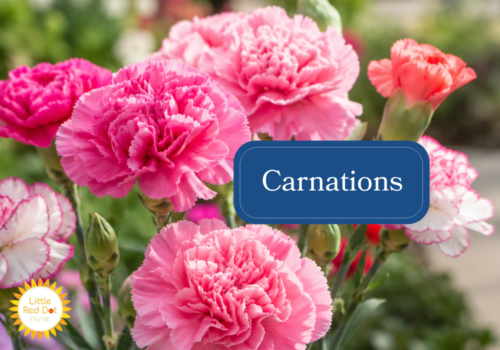 Carnations Inline 1000 x 700