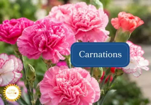 Carnations Inline 1000 x 700 Carnations Inline 1000 x 700