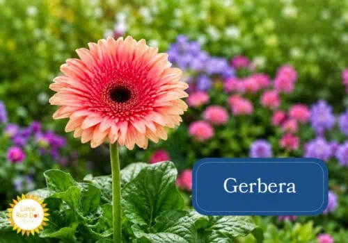 Gerbera Inline 1000 x 700 Gerbera Inline 1000 x 700