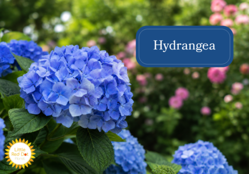 Hydrangeas Inline 1000 x 700