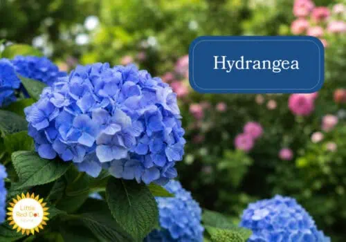 Hydrangeas Inline 1000 x 700 Hydrangeas Inline 1000 x 700