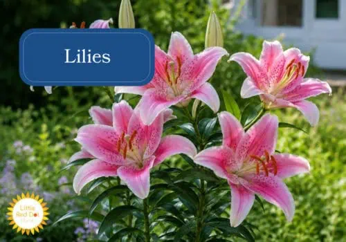 Lilies Inline 1000 x 700 Lilies Inline 1000 x 700
