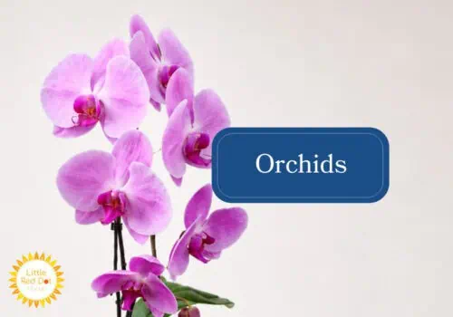Orchids Inline 1000 x 700 Orchids Inline 1000 x 700