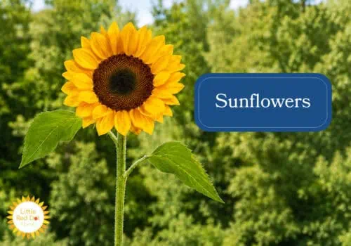 Sunflowers Inline 1000 x 700 Sunflowers Inline 1000 x 700